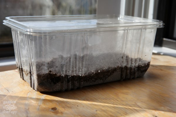 DIY greenhouse for growing sunflower shoots.