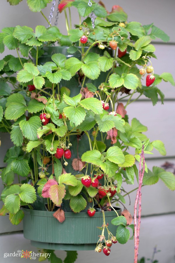 strawberries growing in a bag