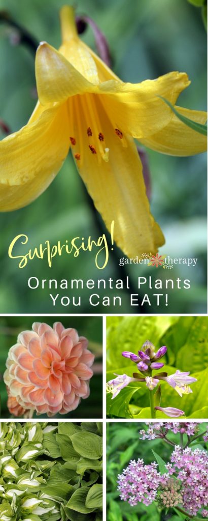 Yes, You can Eat that! Edible Ornamentals
