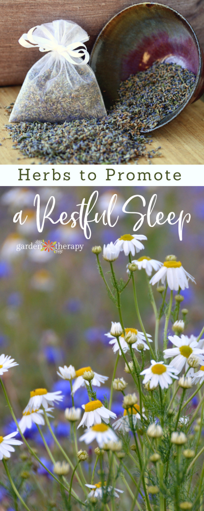 The Best Natural Sleep Aid: How to Use Herbs for Sleep - Garden Therapy