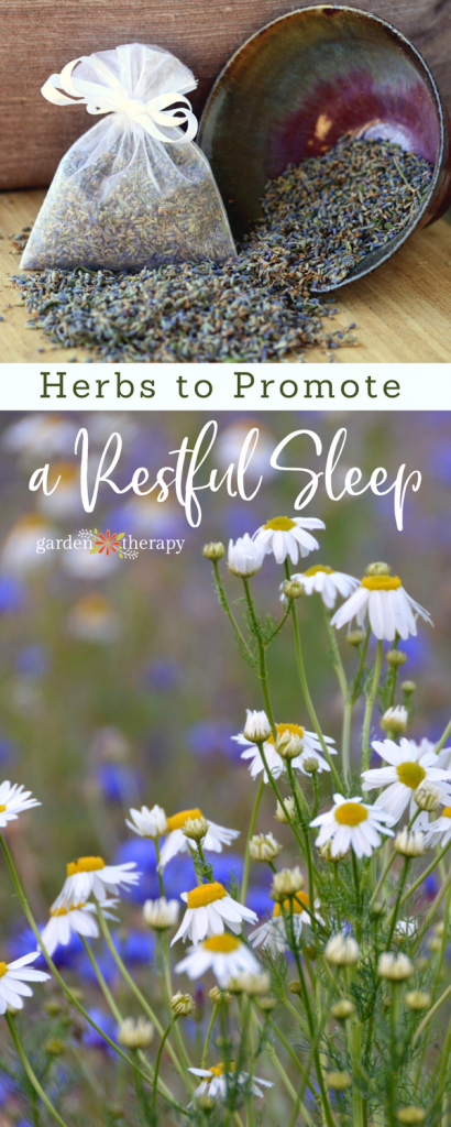 Collage image of chamomile flowers underneath lavender sachets with text overlay "Herbs to Promote a Restful Sleep"