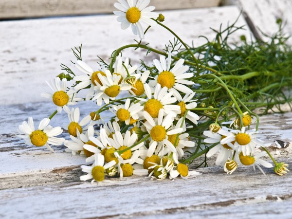 Et bundt friskplukkede kamilleblomster ligger på en træoverflade