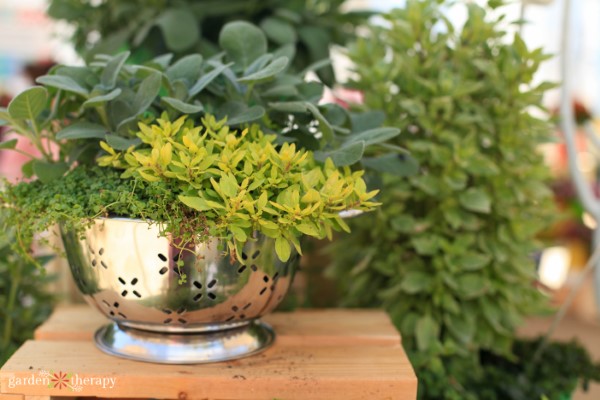 herbs growing in a container