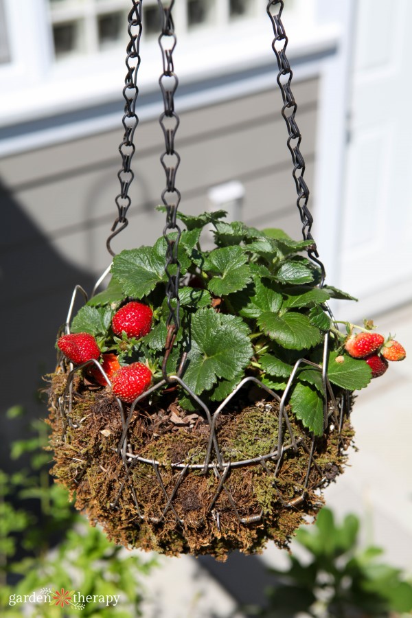 Strawberries grow well in a hanging basket