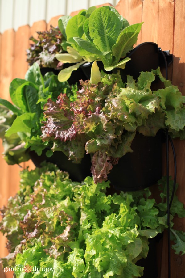 Growing salad greens in a vertical garden