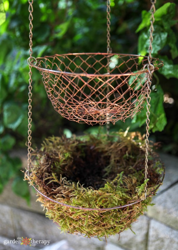 Sphagnum Moss in a hanging basket