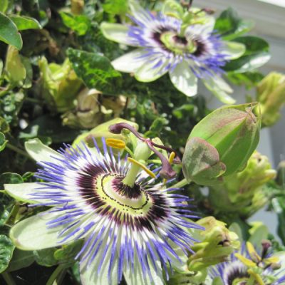Close-up image of two blooming passionflowers and a bud growing on the same plant
