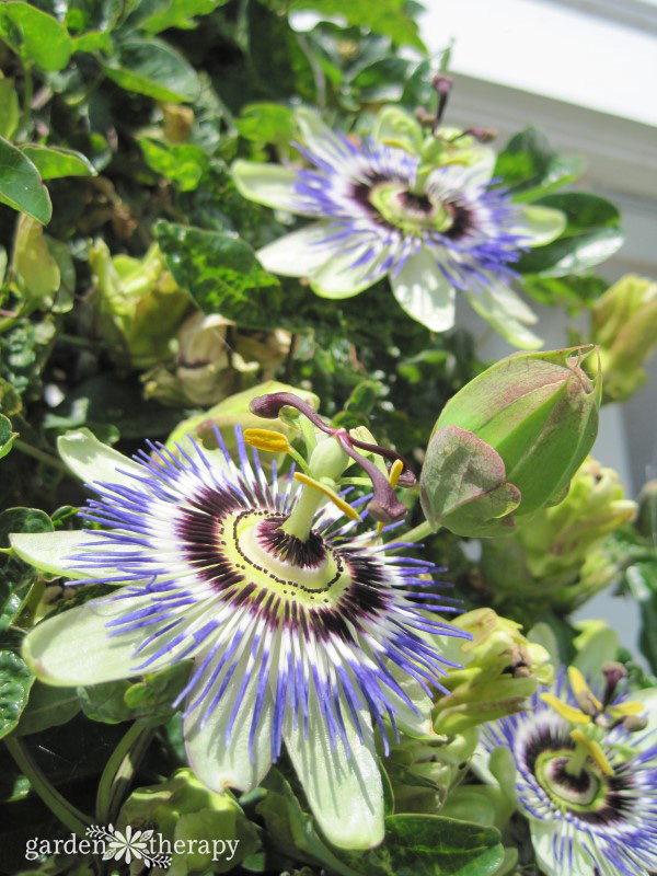 Close-up image of two blooming passionflowers and a bud growing on the same plant