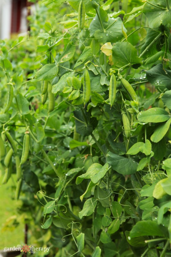 grow peas in a hanging basket