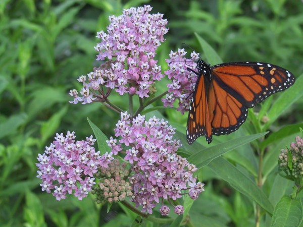 A monarch butterfly on a milkweed flower. Milkweed is edible for humans, too!