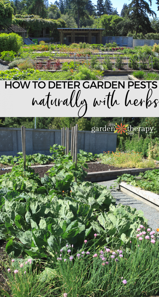 Pinterest graphic for how to deter pests naturally in the vegetable garden