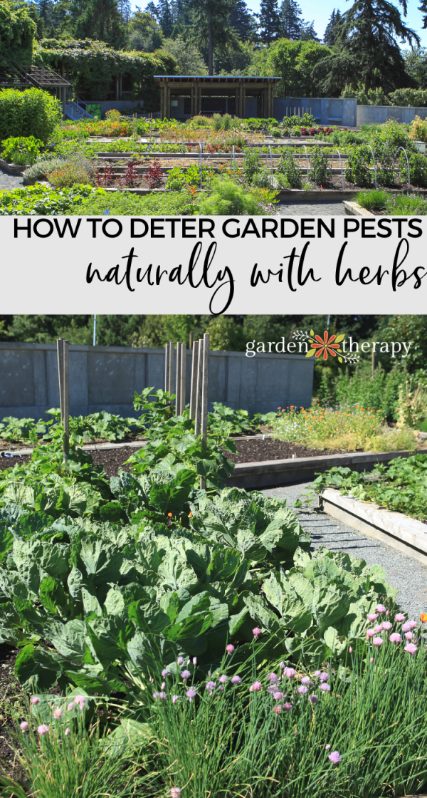 Natural Pest Control How To Plant Mixed Herbs and Vegetables To Deter