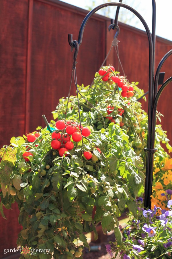 tomatoes growing in hanging baskets