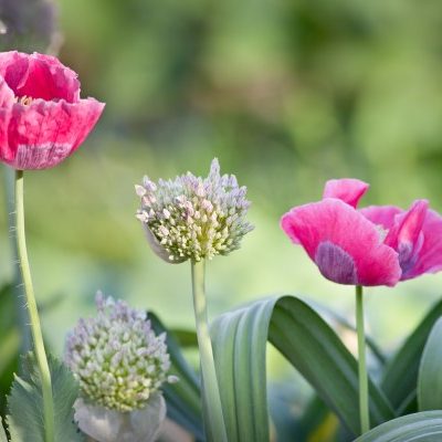 Interplanting poppies and alliums