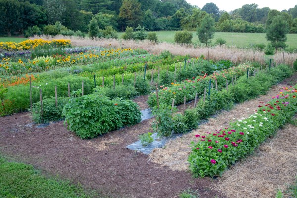 A vegetable garden interplanted with flowers is healthy and easy to care for