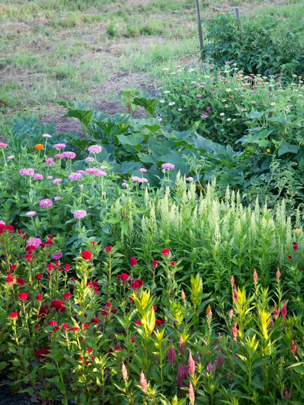 Planting flowers alongside vegetables makes for a better harvest and easier garden care