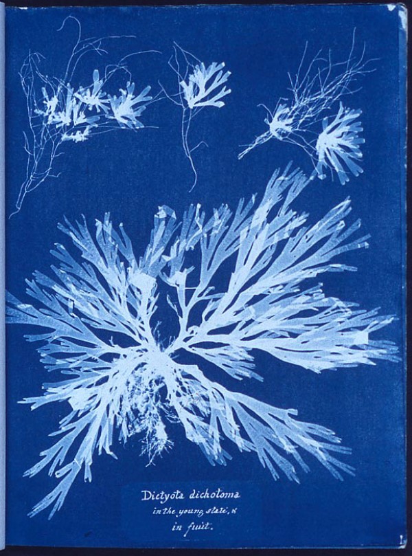 a cyanotype image by Anna Atkins
