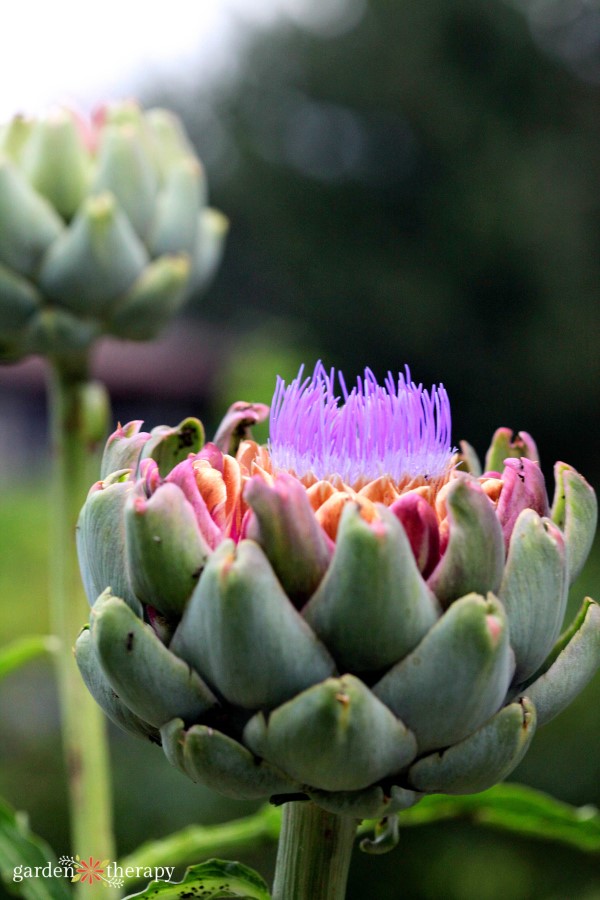 layered garden with artichokes