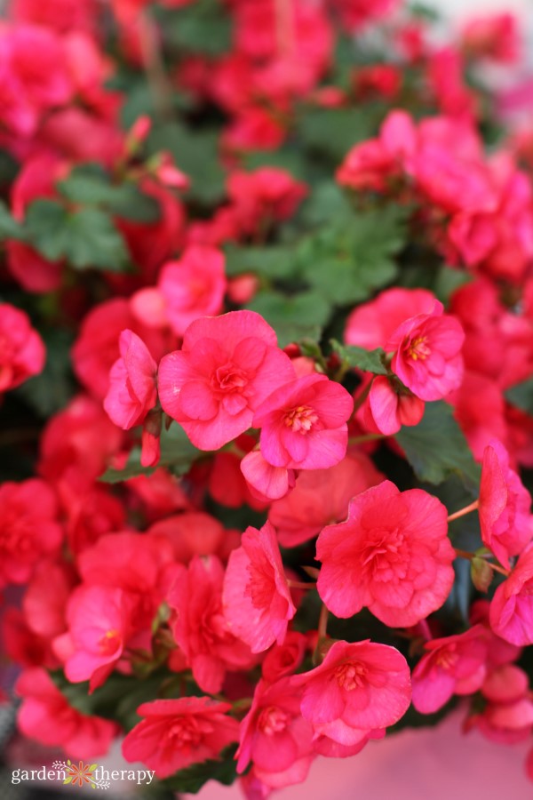 Annual Flowers to Perk Up a Shady Garden