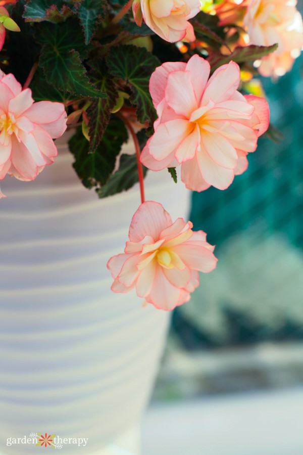 pale pink begonia