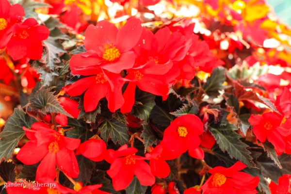 bright red begonia adds color to a shady garden