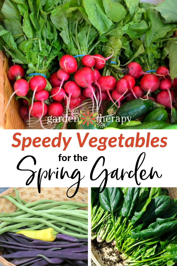 Speedy vegetable to grow in the spring garden