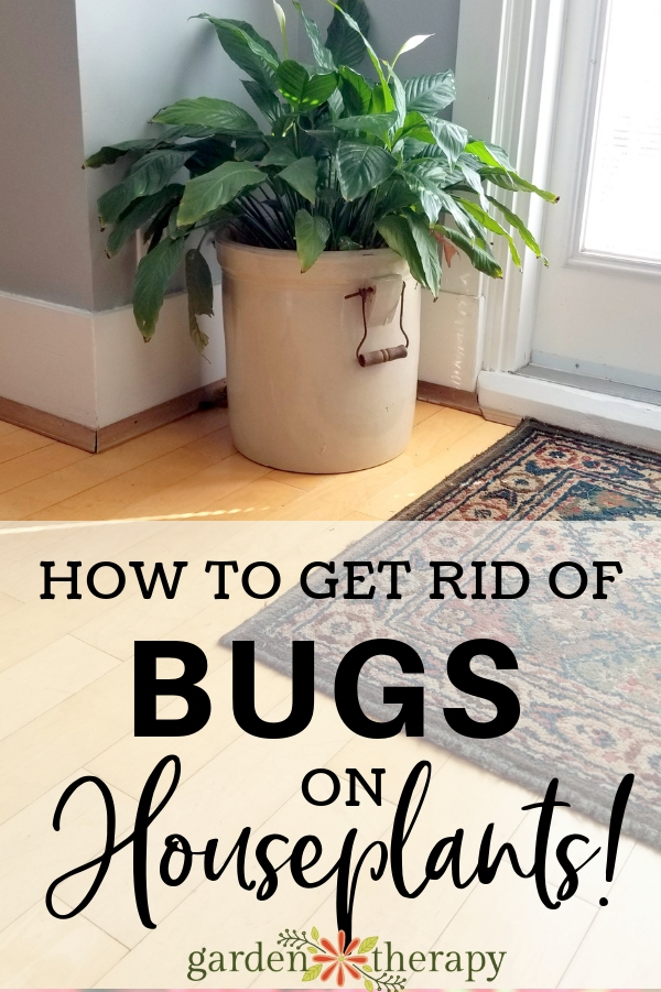 How to Get Rid of Bugs on Indoor Plants