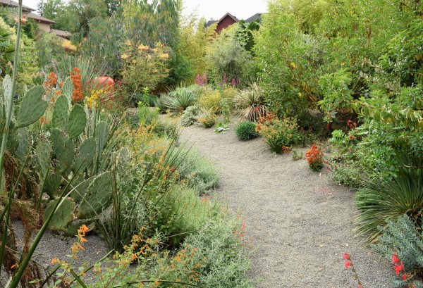 dry garden design for drought