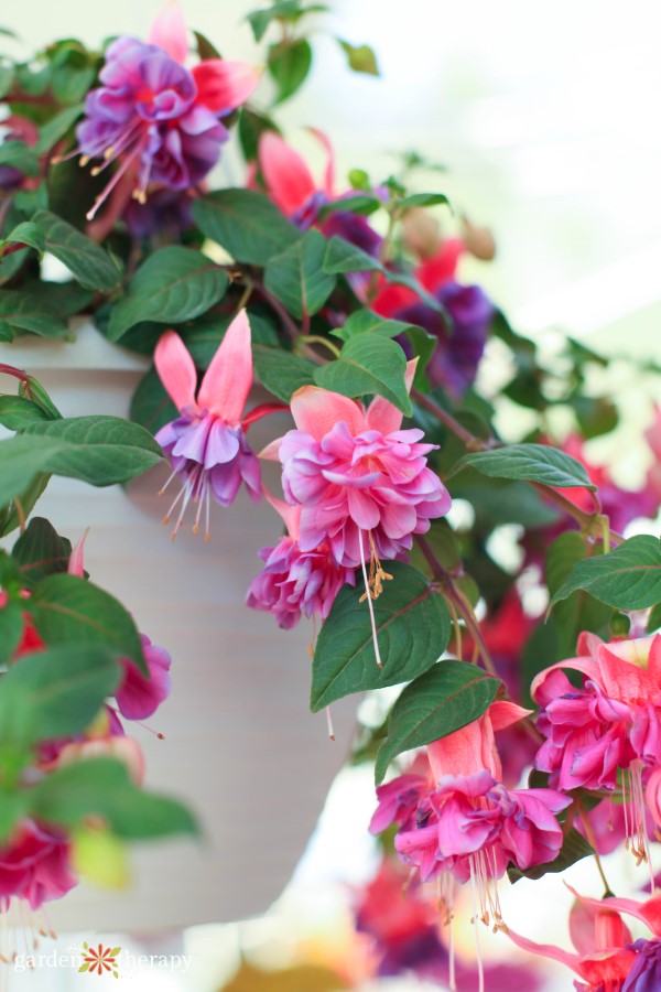 trailing fuchsia, flowers that grow in the shade