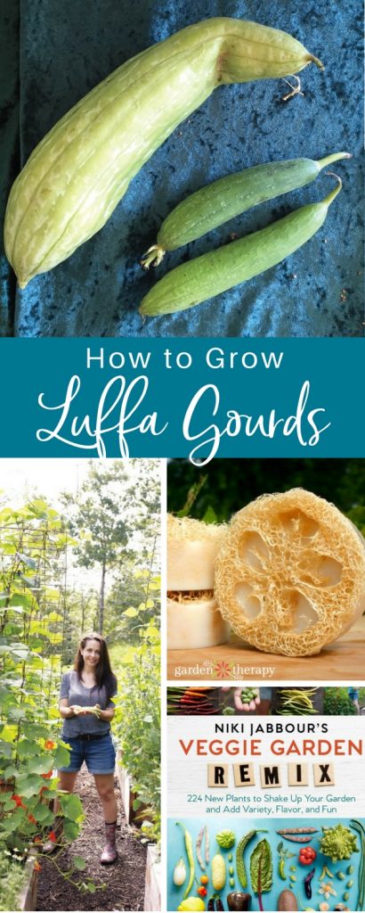 Luffa Gourds: Grow Your Own Shower Loofah