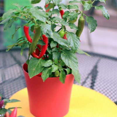 Peppers thrive in a container