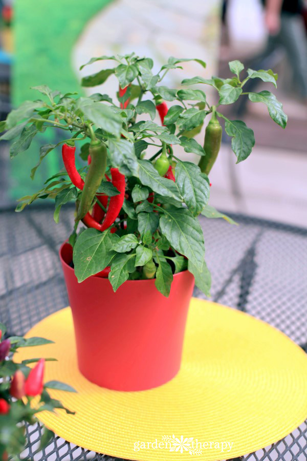 pepper plant in a bright red pot on a yellow placement