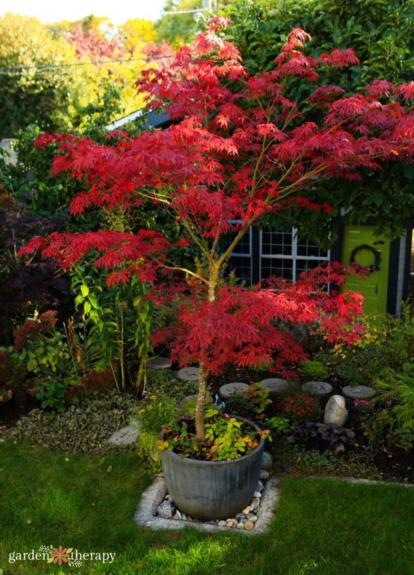 Japanese maple in a container