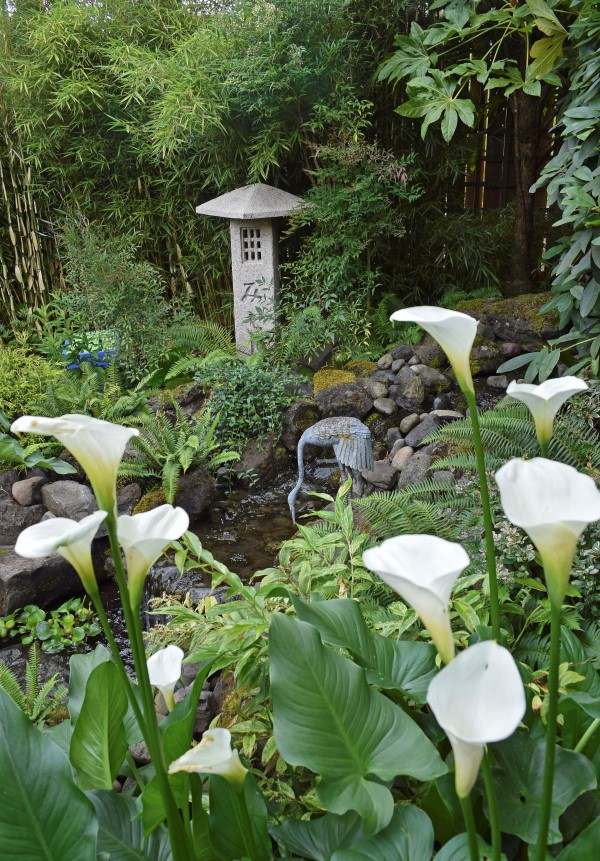 Japanese garden with bamboo and other green foliage, with white calla lilies in front of a small stream