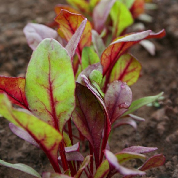 Bull's Blood Beet greens