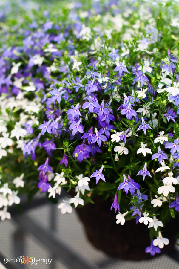 lobelia in a shady garden