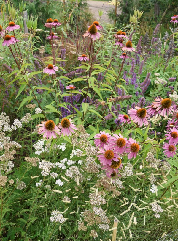 Perennial meadow garden design