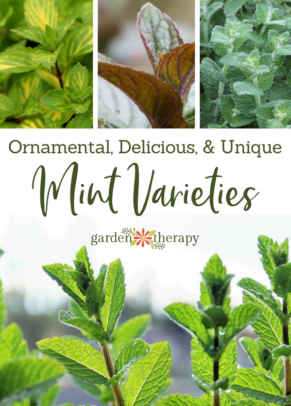 Ornamental Delicious And Unique Mint Varieties You Should Be Growing Garden Therapy