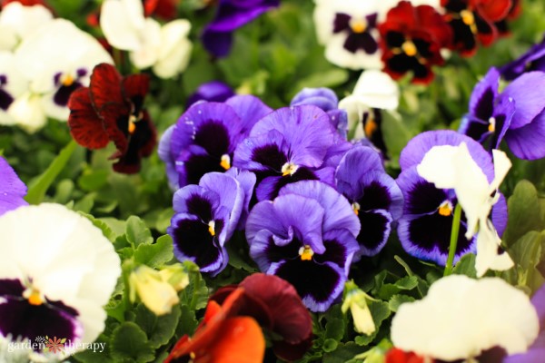 purple pansies blooming in a garden