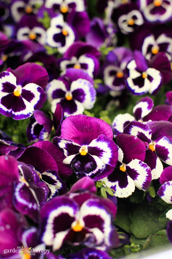 pansies growing in shade