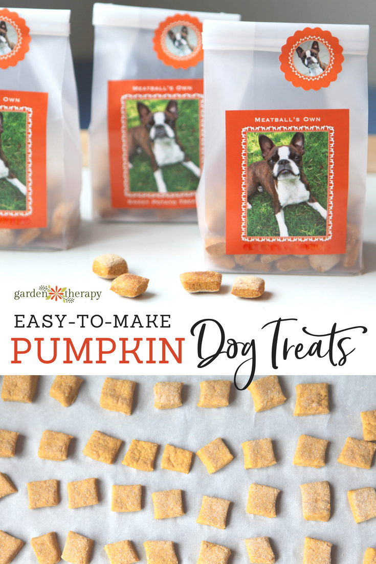 Putting pumpkin best sale in dog food