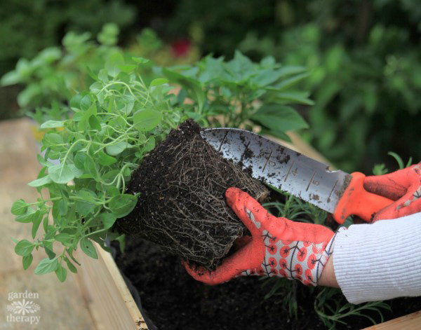 Using a soil knife to aerate the roots of a potted plant