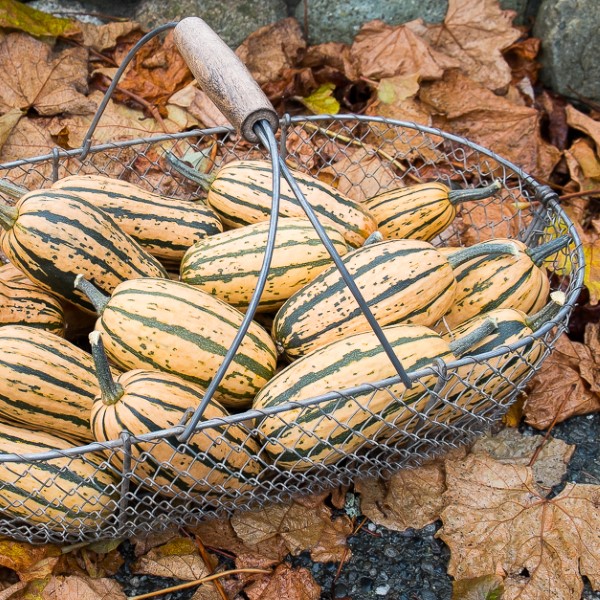 Honeyboat Delicata Squash