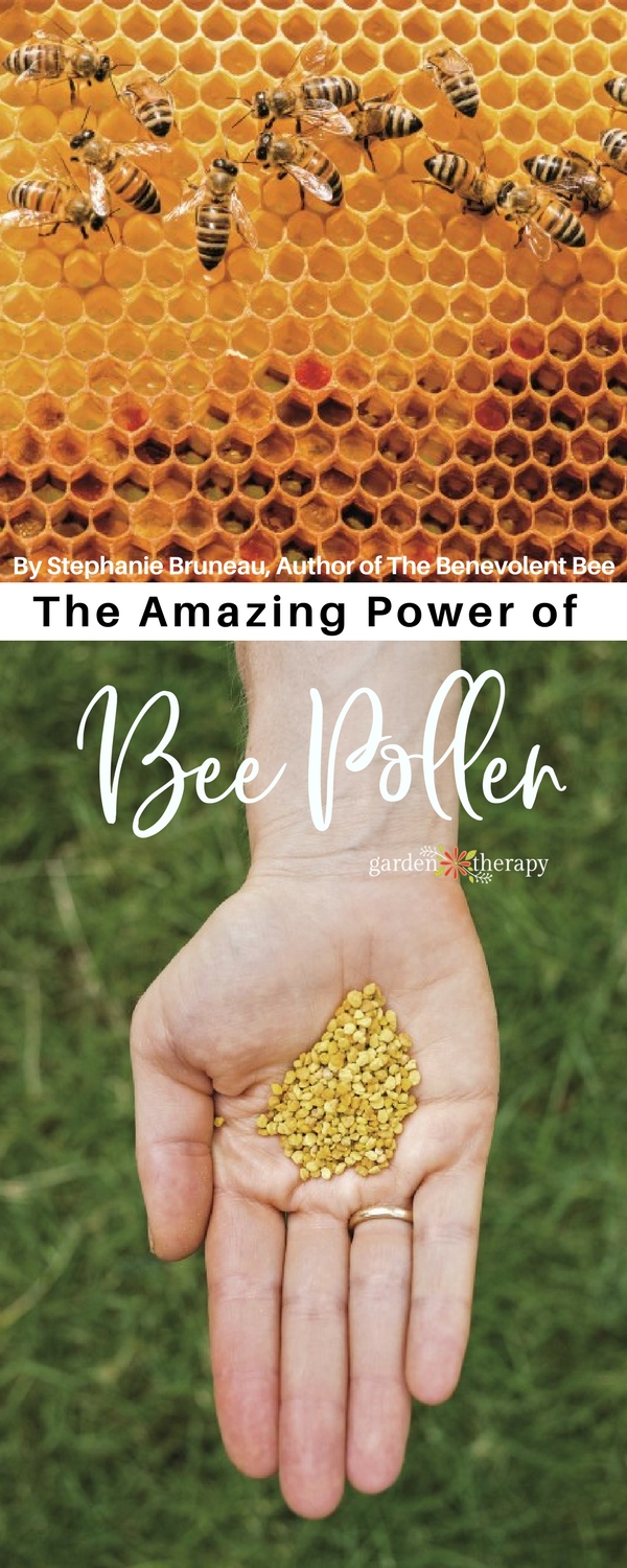 I hear a lot about bee pollen lately as a superfood ingredient and a health supplement, but what exactly is it? And what does it do? Bee pollen has a whole host of amazing health benefits. The Benevolent Bee herself, Stephanie Bruneau, is here today to teach us all about how bee pollen is made and why it matters. #gardentherapy #bees #beepollen #superfood #beekeeping