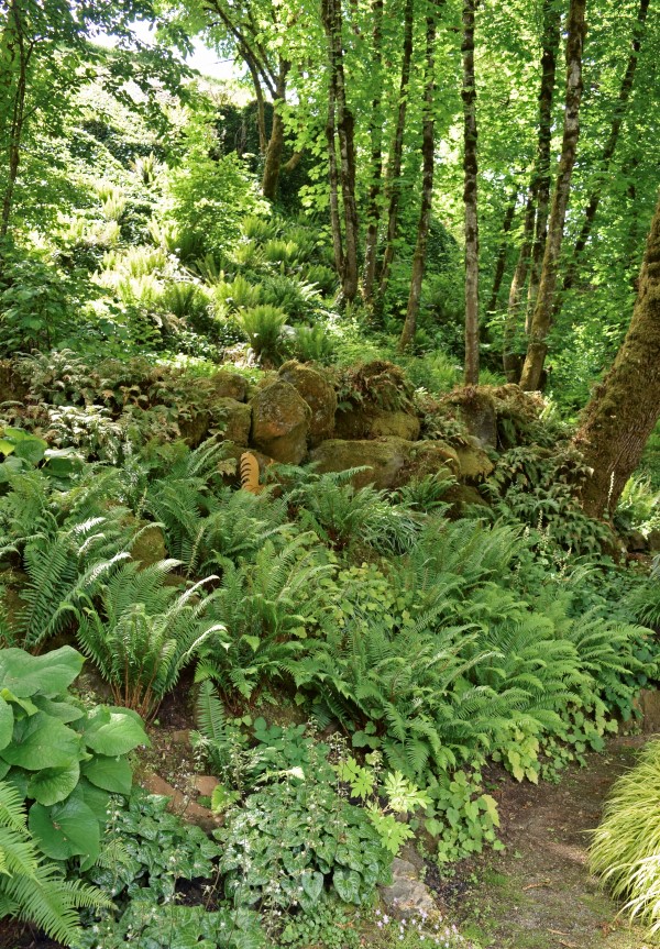 woodland garden