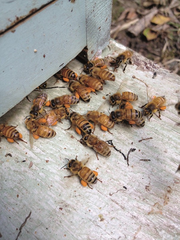 The Amazing Power of Bee Pollen - Garden Therapy