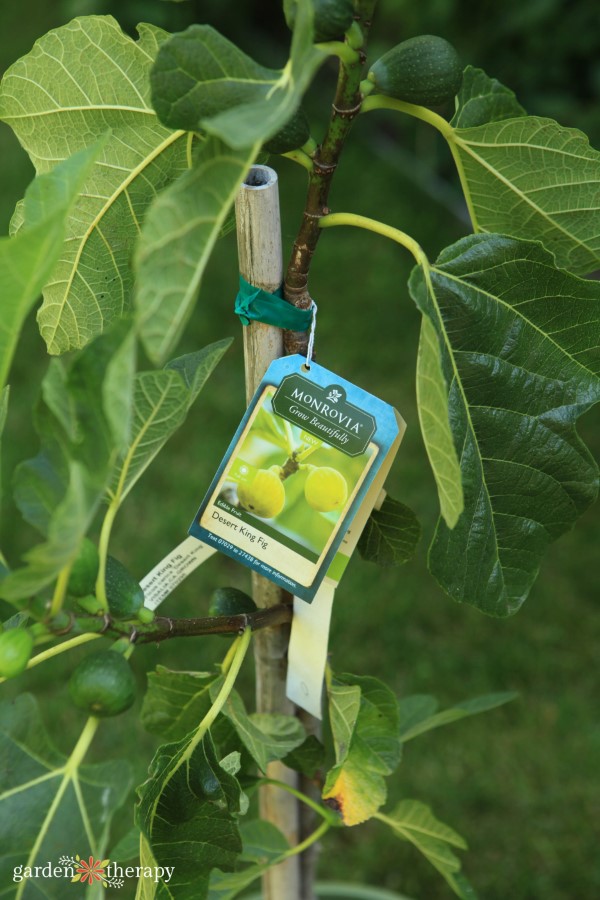 Desert King Fig container garden