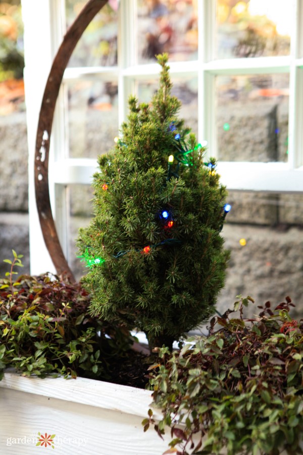 dwarf conifers thrive in containers