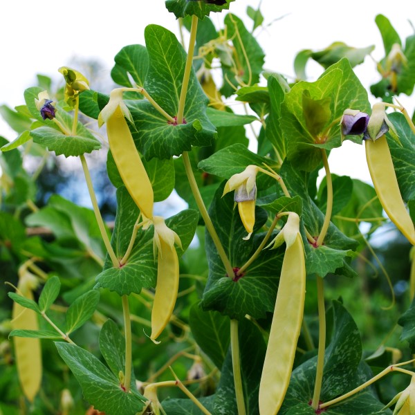 Golden Sweet Pea