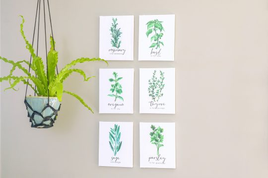 display herb prints on the wall near a hanging houseplant